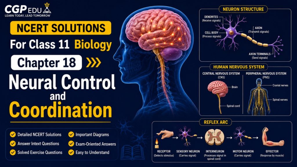 NCERT Solutions For Class 11 Biology chapter 18-Neural Control And Coordination